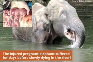 Elefantessa incinta uccisa
