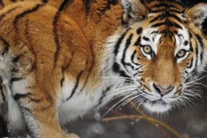 Tigre attacca e uccide custode dello zoo di Zurigo: inutili i tentativi di soccorrere la vittima