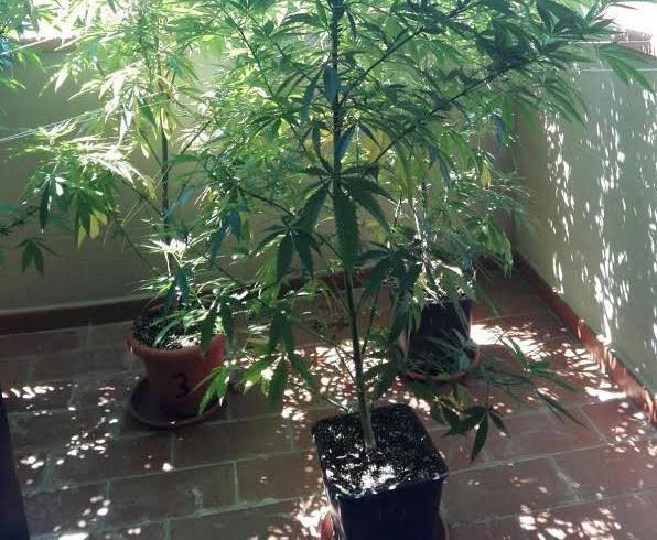 Fiumefreddo, panettiere 38enne in possesso di marijuana e piante di cannabis sul balcone: denunciato