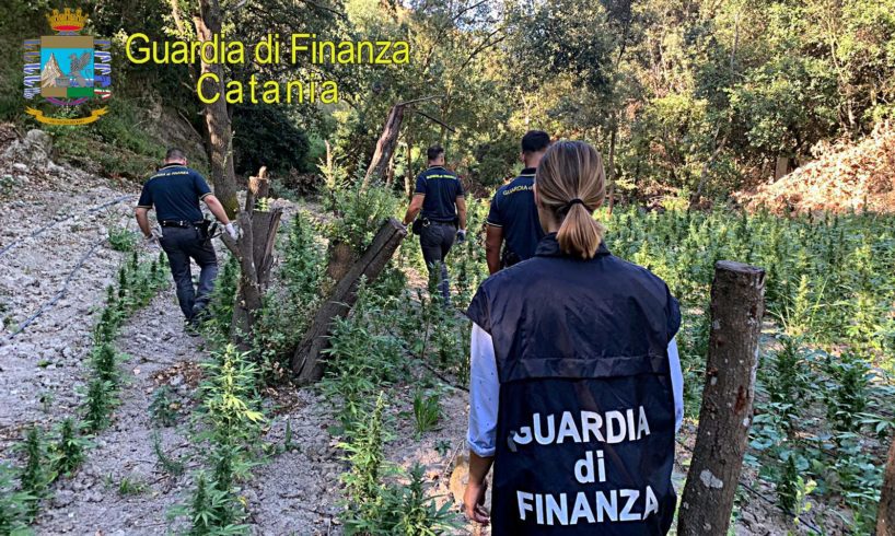 Licodia Eubea, GdF scopre piantagione di marijuana vicino al fiume Dirillo: 2500 piantine per un valore di 2 min (VIDEO)
