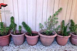 Catania, coltiva piante di cannabis sul balcone di casa: denunciato 44enne