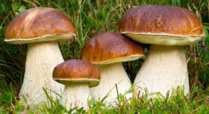 Catania, è tempo di funghi e riapre l’ispettorato micologico dell’Asp: occhio alle specie tossiche