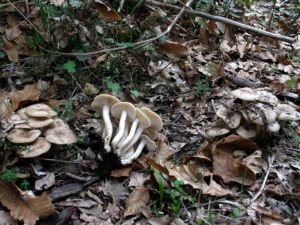 Catania, è tempo di funghi e riapre l’ispettorato micologico dell’Asp: occhio alle specie tossiche