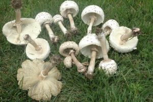 Catania, è tempo di funghi e riapre l’ispettorato micologico dell’Asp: occhio alle specie tossiche
