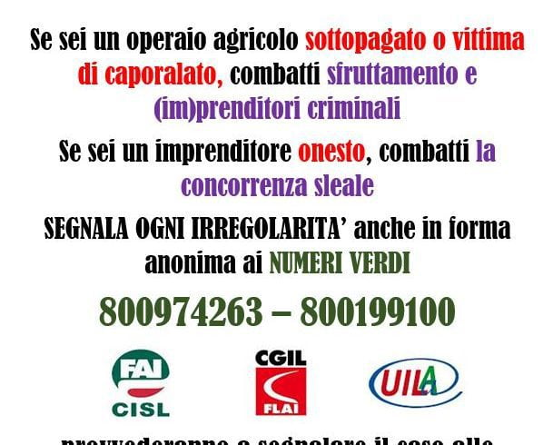 Catania, due numeri verdi contro il caporalato: Fai, Flai e Uila a difesa degli operai agricoli vittime di sfruttamento