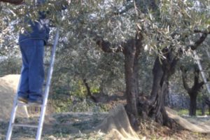 Paternò, cade dall’albero mentre raccoglie le olive: 44enne in prognosi riservata al ‘Cannizzaro’