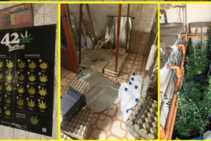 Catania, una serra di marijuana nell’appartamento in vendita di via Poulet