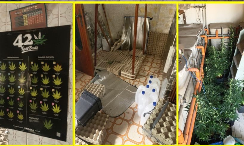 Catania, una serra di marijuana nell’appartamento in vendita di via Poulet