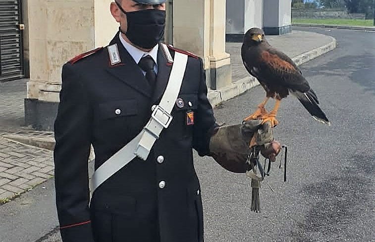 Aci Castello, catturata la poiana che ha attaccato i bambini di un asilo: il rapace forse è stato abbandonato