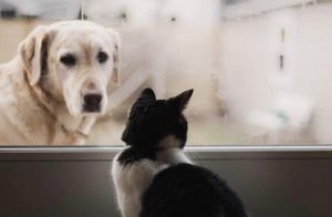 La gatta e il cagnolino: storia buffa ed eterna di due vicini di casa