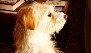 La gatta e il cagnolino: storia buffa ed eterna di due vicini di casa