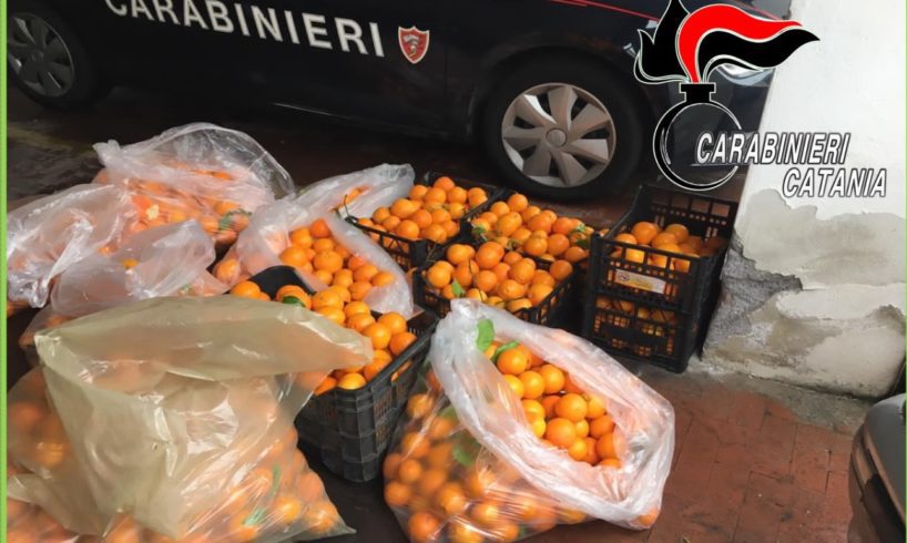 Paternò, 2 ‘raccoglitori’ di arance sorpresi a Ponte Barca. A Belpasso denunciati in tre per possesso di chiavi e grimaldelli