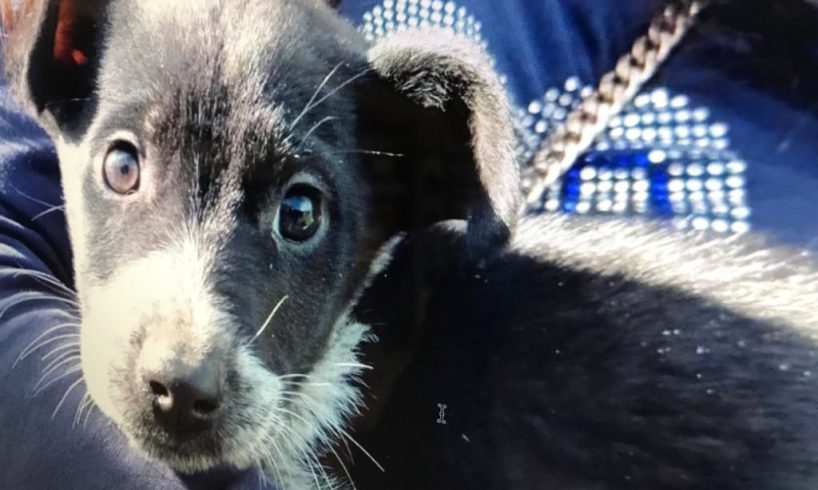 Biancavilla, Comune lancia campagna di adozione per i cuccioli: una nuova casa per gli amici a 4 zampe
