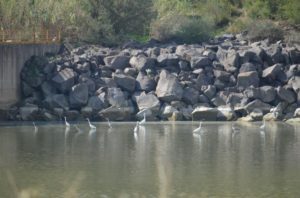 Paternò, dalla Regione 1,1 mln per l’Oasi di Ponte Barca nel Simeto: previsto il ripristino degli habitat naturali