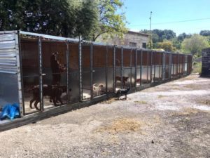 Paternò, l’autoparco comunale è il nuovo rifugio provvisorio dei cani randagi: lo ha comunicato il sindaco Naso