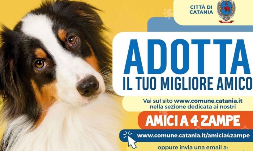 Catania, Comune istituisce ‘dog card’: agevolazioni economiche per chi adotta un amico a quattro zampe