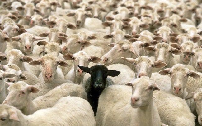 Paternò, sotto sequestro oltre 900 pecore di un allevamento: casi sospetti di scrapie, morbo simile alla ‘mucca pazza’