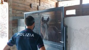 Catania, fantino con sussidio guadagna 1300 euro per due minuti di corsa clandestina virale sul web: individuati i responsabili (VIDEO)