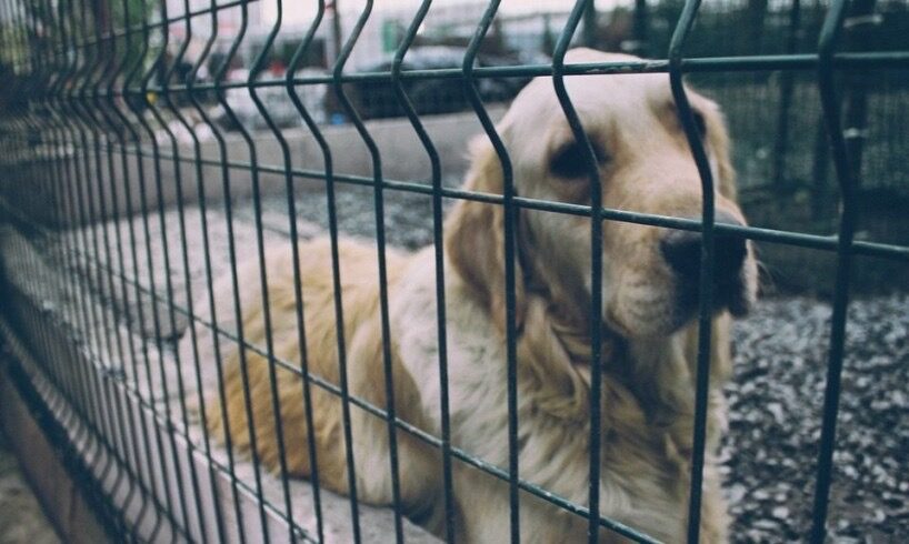 Paternò, Marzola e Flammia sulla questione randagismo: “Box insufficienti per i cani e molte associazioni escluse”
