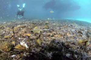 Ambiente, a Lampedusa si puliscono i fondali di Cala Galera e della Tabaccara. Il sindaco: “Li aiutiamo a respirare”