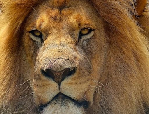 Leone appare in video su TikTok: autorità lo vanno a sequestrare