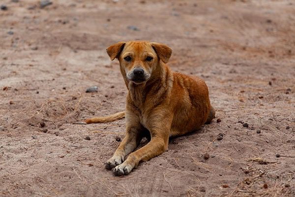 Ragalna, Comune sottoscrive intesa con associazione “Cuori randagi”: nel sito gli animali da adottare