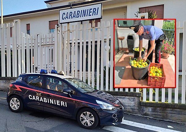 Acireale, arrestati gli innamorati del verdello: giovane coppia sorpresa a rubare 100 kg di limoni pregiati