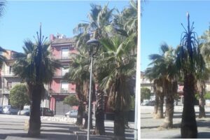 Paternò, in fiamme una palma di Piazza Don Pino Puglisi: matrice è dolosa