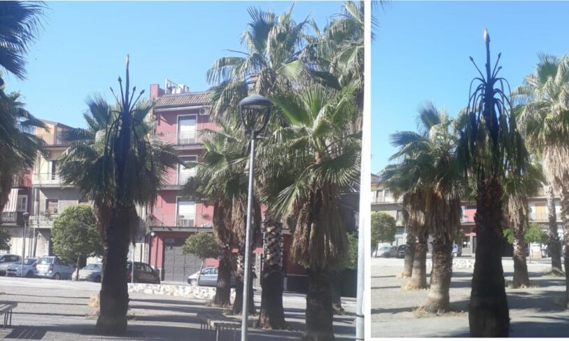 Paternò, in fiamme una palma di Piazza Don Pino Puglisi: matrice è dolosa