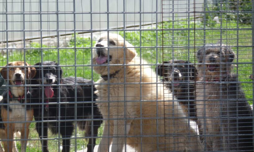 Paternò, il Consiglio approva la delibera sui rifugi dei cani randagi: su proposta della consigliera Ionella Rapisarda