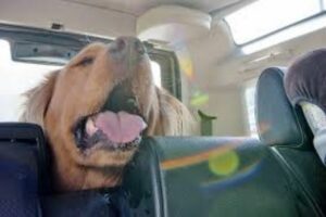 Catania, dimentica il cane in auto sotto il sole: denunciato il proprietario
