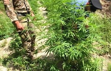 Mineo, coltivava 200 piante di marijuana nel proprio terreno: 39enne arrestato