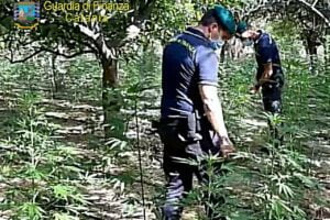 Motta S. Anastasia, scoperta maxi piantagione di marijuana tra gli agrumi: 27enne arrestato in flagranza (VIDEO)