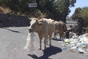 Paternó, le mucche sono tornate e rovistano ancora tra i rifiuti: in via San Marco