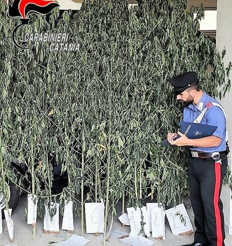 I Carabinieri della Stazione di Guardia Mangano hanno arrestato nella flagranza un 56enne di Acireale, poiché ritenuto responsabile di produzione illecita di sostanze stupefacenti.