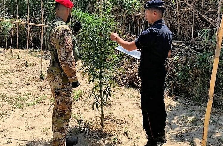 Caltagirone, piantagione di canapa indiana in c.da Albanazzo: 4 persone arrestate