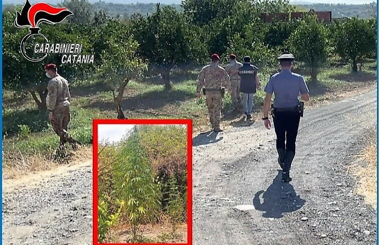 Santa Maria di Licodia, in manette due produttori di canapa indiana: il giudice sospende alla moglie di uno dei due il R.D.C.