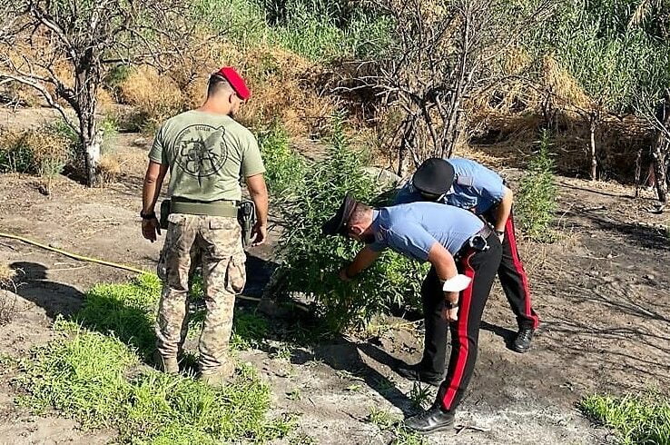 Paternò, in c.da Raisa-Buffa scoperta piantagione di cannabis ‘skunk’: due persone arrestate
