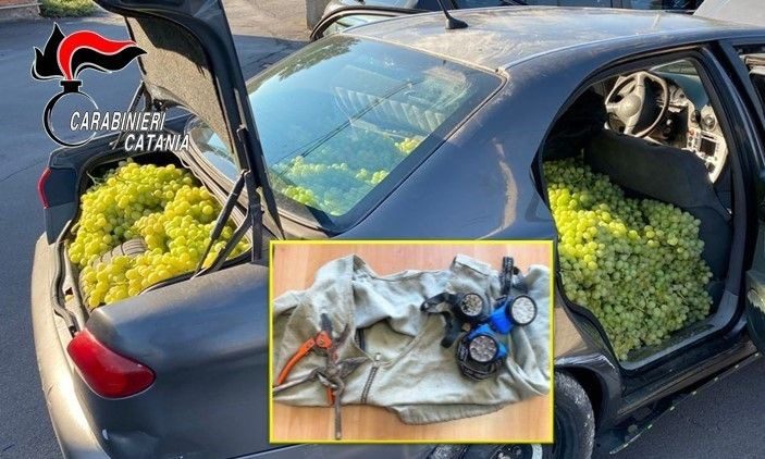Catania, furti nelle campagne: in due avevano in auto 300 kg di uva. Donata alla Caritas