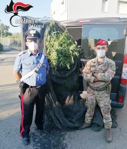 Fiumefreddo di Sicilia, vivaista 52enne coltivava anche 300 piantine di cannabis: arrestato assieme a 36enne