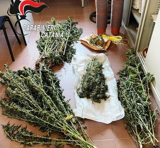 Ramacca, 61 piante di canapa indiana ‘mimetizzate’ nell’aranceto: 64enne arrestato in flagranza