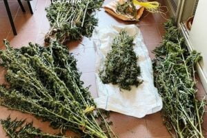 Ramacca, 61 piante di canapa indiana ‘mimetizzate’ nell’aranceto: 64enne arrestato in flagranza