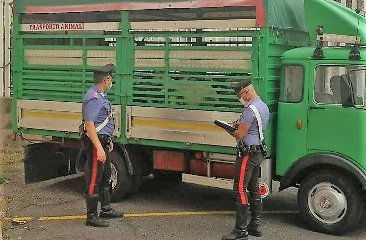 Randazzo, trasportavano capi di bestiame rubati: denunciati due pregiudicati della provincia di Messina