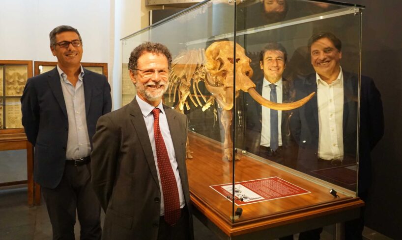 Catania, il ‘Liotru’ nano in mostra all’Università: vivevano in Sicilia e a Malta fino a 500 mila anni fa