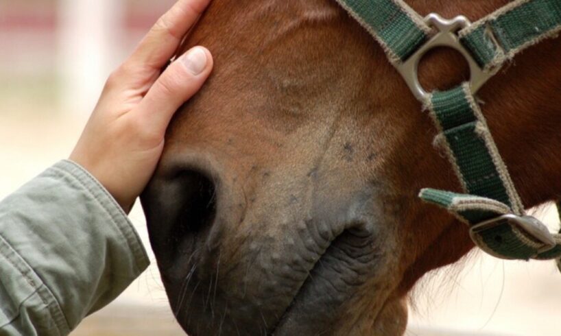 Adrano, in c.da Capici scoperta stalla abusiva con un cavallo: denunciato il titolare 43enne