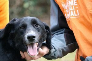 Sicilia, al via domani in 6 piazze il tour della Lav per la microchippatura gratuita dei cani: Bronte e Mascali nel Catanese