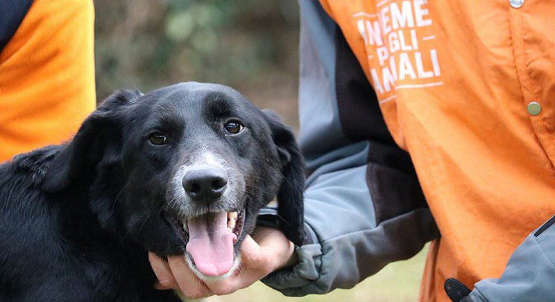 Sicilia, al via domani in 6 piazze il tour della Lav per la microchippatura gratuita dei cani: Bronte e Mascali nel Catanese