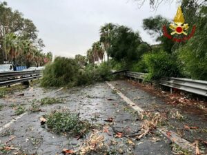 Maltempo, a Catania e in provincia alberi sradicati: in via S. Euplio e nell’Asse dei servizi