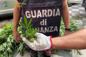 Scordia, scoperta piantagione con 1000 piante di cannabis: arrestati un catanese e un latitante albanese
