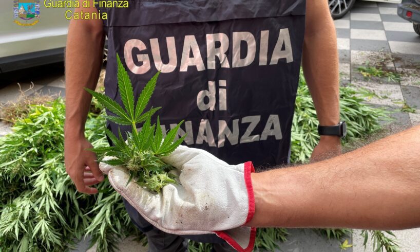 Scordia, scoperta piantagione con 1000 piante di cannabis: arrestati un catanese e un latitante albanese